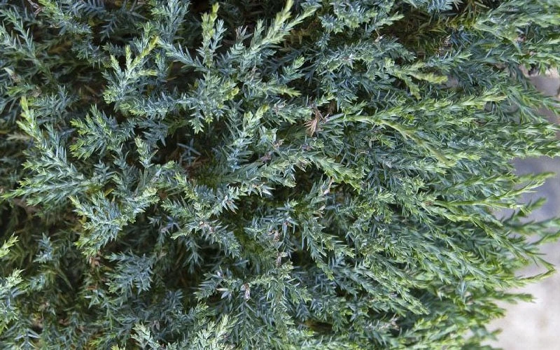 Medora Rocky Mountain Juniper - 2 Gallon Pot (3-4') 5 Medora Rocky Mountain Juniper - 2 Gallon Pot (3-4') - Image 5