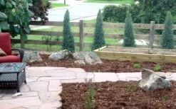 Medora Rocky Mountain Juniper - 2 Gallon Pot (3-4') 7 Medora Rocky Mountain Juniper - 2 Gallon Pot (3-4') -Garden Plant Shop juniperus scopulorum medora juniper 4