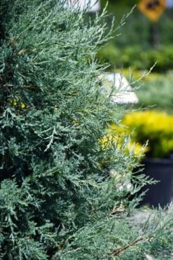 Medora Rocky Mountain Juniper - 2 Gallon Pot (3-4') 8 Medora Rocky Mountain Juniper - 2 Gallon Pot (3-4') -Garden Plant Shop juniperus scopulorum medora juniper 5