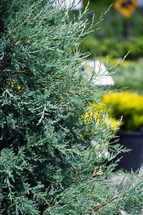 Medora Rocky Mountain Juniper - 2 Gallon Pot (3-4') 4 Medora Rocky Mountain Juniper - 2 Gallon Pot (3-4') - Image 4