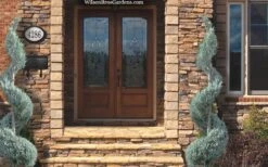 Moonglow Juniper Spiral Topiary - 5 Gallon Pot 7 Moonglow Juniper Spiral Topiary - 5 Gallon Pot -Garden Plant Shop juniperus scopulorum moonglow juniper spiral topiary 6