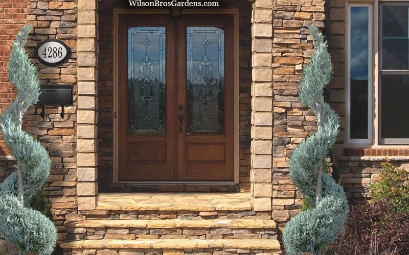 Moonglow Juniper Spiral Topiary - 5 Gallon Pot 4 Moonglow Juniper Spiral Topiary - 5 Gallon Pot - Image 4