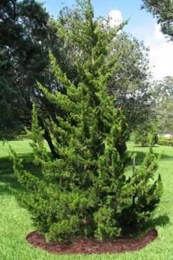 Canaertii Juniper (Red Cedar) - 7 Gallon Pot (3-4') -Garden Plant Shop juniperus virginiana canaertii eatern red cedar 2
