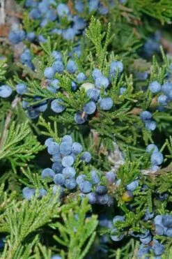 Canaertii Juniper (Red Cedar) - 7 Gallon Pot (3-4') -Garden Plant Shop juniperus virginiana canaertii eatern red cedar 4