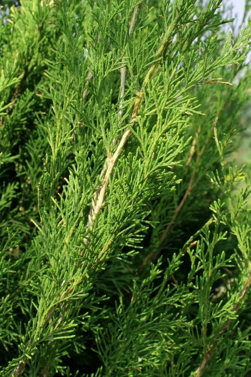 Emerald Feather Juniper - 2 Gallon Pot (2-3') 7 Emerald Feather Juniper - 2 Gallon Pot (2-3') - Image 7