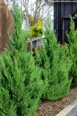 Emerald Feather Juniper - 2 Gallon Pot (2-3') 10 Emerald Feather Juniper - 2 Gallon Pot (2-3') -Garden Plant Shop juniperus virginiana emerald feather juniper 5