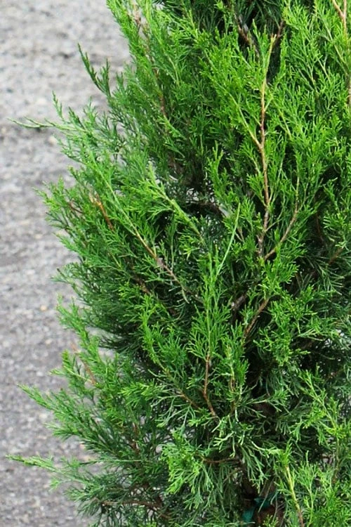 Emerald Feather Juniper - 2 Gallon Pot (2-3') 5 Emerald Feather Juniper - 2 Gallon Pot (2-3') - Image 5