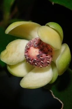 Chirifu Evergreen Magnolia Vine (Kadsura Japonica) - 2 Gallon Pot -Garden Plant Shop kadsura japonica chirfu variegated evergreen magnolia vine 3