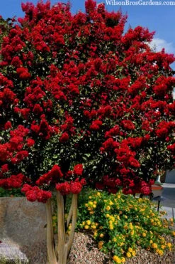 Dynamite Red Crape Myrtle - 7 Gallon Pot (3-4')
