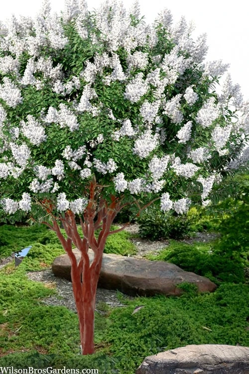 Natchez White Crape Myrtle (Multi Trunk) - 7 Gallon Pot (3-4') 1 Natchez White Crape Myrtle (Multi Trunk) - 7 Gallon Pot (3-4')