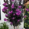 Black Diamond 'Purely Purple' Crape Myrtle - 2 Gallon Pot
