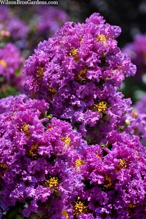 Purple Magic Crape Myrtle Tree (Single Trunk) - 7 Gallon Pot (6-7') 5 Purple Magic Crape Myrtle Tree (Single Trunk) - 7 Gallon Pot (6-7') - Image 5