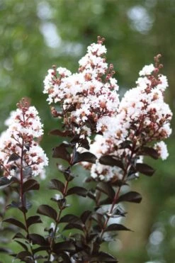 Thunderstruck White Lightning Crape Myrtle - 6 Pack Of 1 Gallon Pots -Garden Plant Shop lagerstroemia thunderstruck white lightning crape myrtle 2