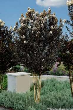 Thunderstruck White Lightning Crape Myrtle - 6 Pack Of 1 Gallon Pots -Garden Plant Shop lagerstroemia thunderstruck white lightning crape myrtle 3