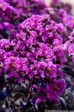 Black Diamond 'Purely Purple' Crape Myrtle - 2 Gallon Pot -Garden Plant Shop lagestroemia indica purely purple black diamond crape myrtle 1