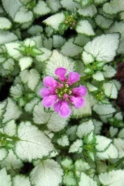 Red Nancy Lamium - 5 Pack Of Pint Pots -Garden Plant Shop lamium maculatam red nancy spotted dead nettle 2