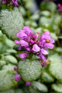 Red Nancy Lamium - 5 Pack Of Pint Pots -Garden Plant Shop lamium maculatam red nancy spotted dead nettle 3
