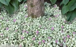 Red Nancy Lamium - 5 Pack Of Pint Pots -Garden Plant Shop lamium maculatam red nancy spotted dead nettle 8