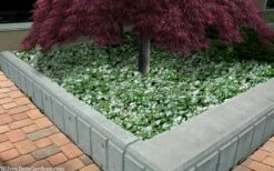 Purple Dragon Lamium - 1 Gallon Pot -Garden Plant Shop lamium maculatam white nancy spotted dead nettle 105 2