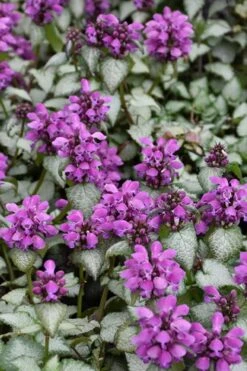 Purple Dragon Lamium - 1 Gallon Pot -Garden Plant Shop lamium maculatum purple dragon 3 1
