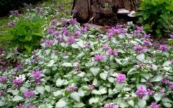 Purple Dragon Lamium - 1 Gallon Pot -Garden Plant Shop lamium maculatum purple dragon 4 1