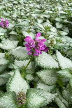 Purple Dragon Lamium - 6 Pack Of Pint Pots -Garden Plant Shop lamium maculatum purple dragon 7