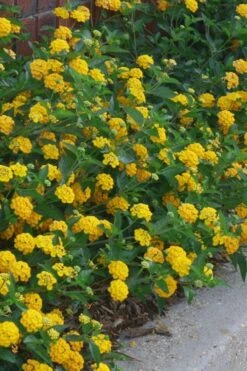 New Gold Hardy Lantana - 6 Pack Of 1 Gallon Pots 9 New Gold Hardy Lantana - 6 Pack Of 1 Gallon Pots -Garden Plant Shop lantana new gold 10 1