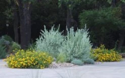 New Gold Hardy Lantana - 1 Gallon Pot 10 New Gold Hardy Lantana - 1 Gallon Pot -Garden Plant Shop lantana new gold 11