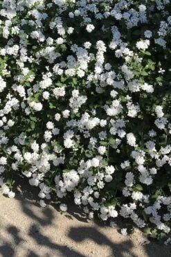 Trailing White Lantana - 5 Pack Of Pint Pots -Garden Plant Shop lantana trailing white 10