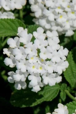 Trailing White Lantana - 5 Pack Of Pint Pots -Garden Plant Shop lantana trailing white 7