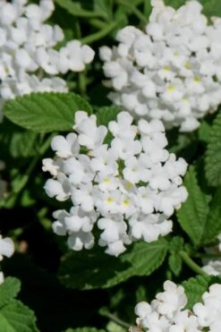 Trailing White Lantana - 5 Pack Of Pint Pots -Garden Plant Shop lantana trailing white 8