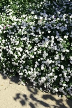 Trailing White Lantana - 5 Pack Of Pint Pots -Garden Plant Shop lantana trailing white 9