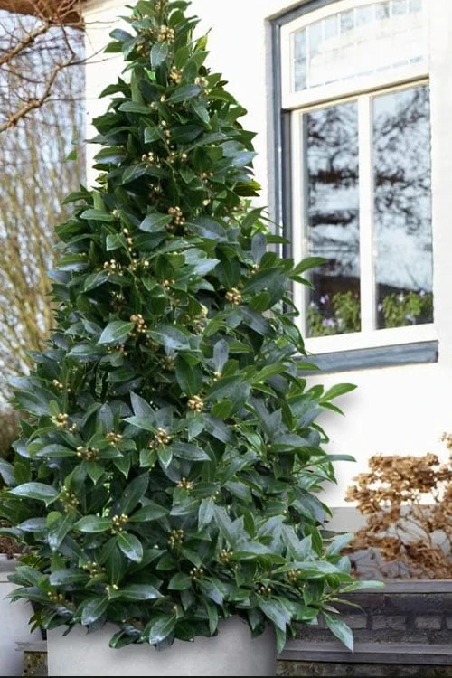 Bay Laurel (Sweet Bay) - Laurus Nobilis - 2 Gallon Pot 1 Bay Laurel (Sweet Bay) - Laurus Nobilis - 2 Gallon Pot