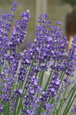 Big Time Blue Lavender - 6 Pack Of 1 Gallon Pots -Garden Plant Shop lavandula angustifolia big time blue lavender 1 1