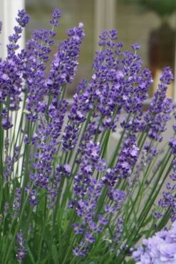 Big Time Blue Lavender - 1 Gallon Pot -Garden Plant Shop lavandula angustifolia big time blue lavender 2