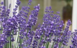 Big Time Blue Lavender - 6 Pack Of 1 Gallon Pots -Garden Plant Shop lavandula angustifolia big time blue lavender 3 1