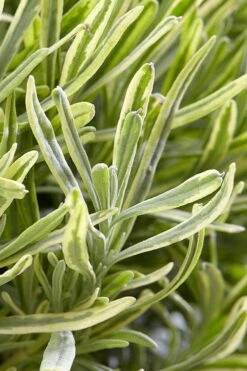 Platinum Blonde English Lavender Plant - 1 Gallon Pot -Garden Plant Shop lavandula angustifolia momparler platinum blonde lavender 3