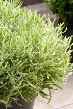 Platinum Blonde English Lavender Plant - 1 Gallon Pot -Garden Plant Shop lavandula angustifolia momparler platinum blonde lavender 5