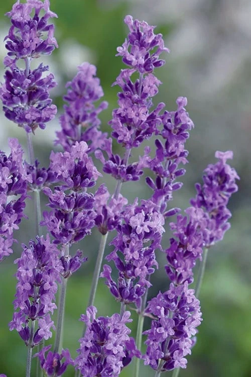 Munstead English Lavender - 6 Pack Of Pint Pots 1 Munstead English Lavender - 6 Pack Of Pint Pots