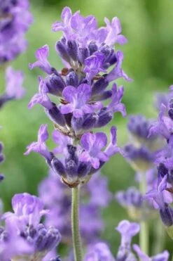 Munstead English Lavender - 6 Pack Of Pint Pots 10 Munstead English Lavender - 6 Pack Of Pint Pots -Garden Plant Shop lavandula angustifolia munstead english lavender 5