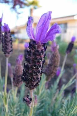 Anouk Spanish Lavender Tree (Single Stem) - 3 Gallon Pot -Garden Plant Shop lavandula stoechas anouk spanish lavender 3