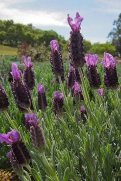 Anouk Spanish Lavender Tree (Single Stem) - 3 Gallon Pot -Garden Plant Shop lavandula stoechas anouk spanish lavender 4