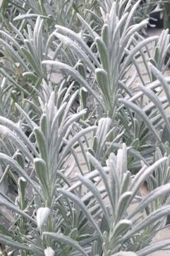 Sensational Lavender - 5 Pack Of Quart Pots -Garden Plant Shop lavender intermedia sensational 1 1