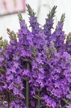 Sensational Lavender - 5 Pack Of Quart Pots -Garden Plant Shop lavender intermedia sensational 2 1