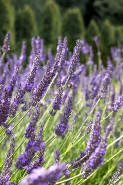 Grosso Lavender - 1 Gallon Pot -Garden Plant Shop lavendula intermedia grosso french lavender 2 1