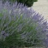 Grosso Lavender - 10" Patio Pot