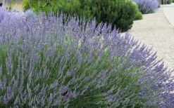 Grosso Lavender - 5 Pack Of Quart Pots -Garden Plant Shop lavendula intermedia grosso french lavender 4
