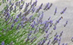 Grosso Lavender - 5 Pack Of Quart Pots -Garden Plant Shop lavendula intermedia grosso lavender 1