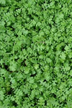 Miniature Brass Buttons Fairy Fern (Leptinella Gruveri) - 6 Pack Of Pint Pots -Garden Plant Shop leptinella gruveri miniature brass buttons fairy fern 3