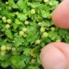 Miniature Brass Buttons Fairy Fern (Leptinella Gruveri) - 6 Pack Of Pint Pots